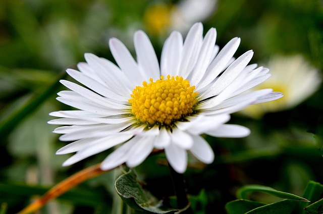 daisy